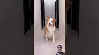 Dog Nice Shoot In Dance  #shorts #funny #comedy #dog #doglover #funnyshorts #shortsvideo #viral