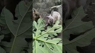 yummy papaya leaves #short  #mukbang #rabbitpet