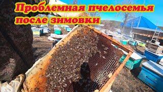 ПРОБЛЕМНАЯ  ПЧЕЛОСЕМЬЯ В ПОЙМАННОЙ ЛОВУШКЕ, ВСКРЫВАЮ ПО РАМОЧНО И ПЕРЕСАЖИВАЮ