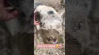 He is such a big baby 🫶! #otis #pig #minivlog #pets #love #youtubeshorts #minifarm #lol #funny