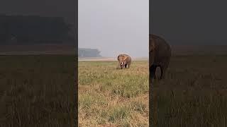 ele walk #india #wildlife #nature #corbett #