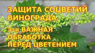 Защита соцветий винограда. 3-я важная обработка перед цветением