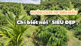 (Đã bán) Siêu phẩm 1,1ha cf tơ, đẹp giá tốt nhất vùng