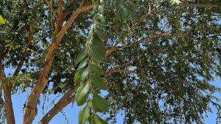 AZ Plant Reviews - Chinese Elm (Ulmus parviflora)