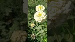 beautiful white Zinnia flower flower#dahlia#plants#garden#plantcare#nature