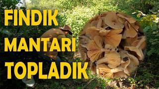 Köyde Fındık Mantarı Topladık | MANTAR ZAMANI!!!