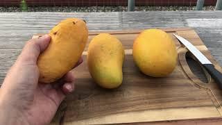 Sindhri, Ataulfo, and Haden mango [Mangifera indica]