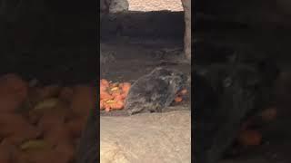 Small Black Creatures- Pictorial or Boodle Fight