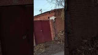 3854: Escaping sheep leaps over wall in China