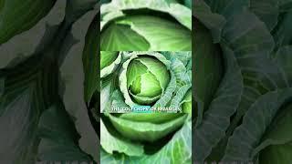 Cabbage  is a cruciferous vegetable #shorts #youtubeshorts #vegetables