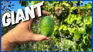 Giant Pineapple Guava Fruit  (Feijoa)