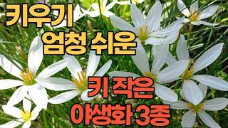 #야생화 #가성비는 최고 / 베란다 / 노지 가리지 않는 야생화 3종 /강력 추천