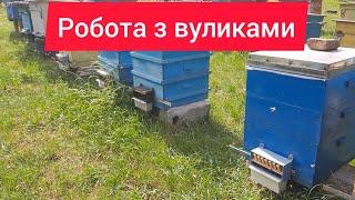 Як часто дивитись сім'ї? Робота з вуликами, липа почала виділяти