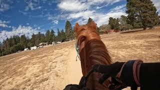 Going To New Places With Your Horse - Going Through Obstacles - Gaited Horse Training - Copper