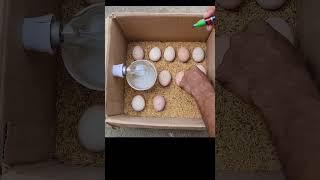 آموزش جوجه کشی #مرغداری#جوجه کشی