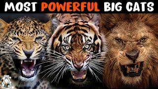 10 Most Powerful Wild Cats on Earth