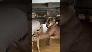 Pumba attacks the chair