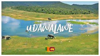 SAFARI-TOUR im UDAWALAWE Nationalpark SRI LANKA!