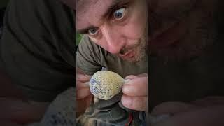 how to catch 10kg + carp #carpfishing #fishing #rybareni #boilies #pirkobaits #kaprarina #lovkapra