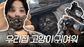 고양이 집사의 일상