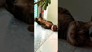 “5 Cats So Cute You’ll Forget Your Problems ”