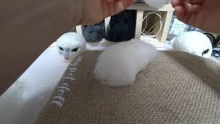 Cat needle felt - Making a real cat shape - mini size 01 (head)