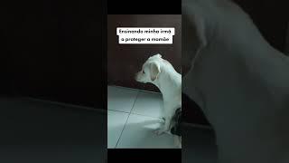 Filhote aprendendo a latir Bravamente. #dog #filhotedecachorro #cachorro