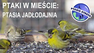 Ptaki w mieście : Ptasia jadłodajnia