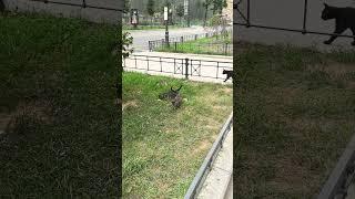 Питерские котики #забавныеживотные #коты #котики #Питер #питерскиекоты #funnycats #funnyanimals