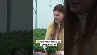 Как правильно организовать зимовку гвоздикам? #дача #дачныесоветы #гвоздика #уход #цветы