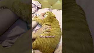 【#猫咪叫不苦】大事不好,老想跟你抱抱!!#vlog #萌宠成精了 #被猫猫治愈的瞬间