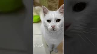 winter and summer кот зимой и летом #cat #pets #funny pets #shorts