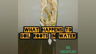 What happens to soil roots in water