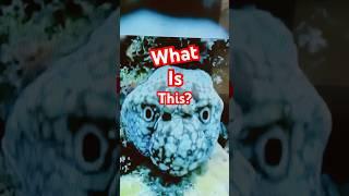 What Is This? Quiz Of The Day..! #quiz #alien #monster