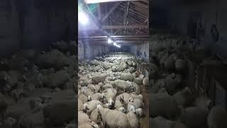 اشتركو بقناتي مربي الاغنام غنم جبل