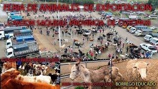 RECORRIENDO  LA  FERIA  DE  ANIMALES  DESDE EL CANTON  SAQUISILI  PROVINCIA  DE COTOPAXI  2024