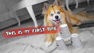 My Pomeranian dog is playing cup game for the first time | Papet