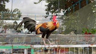 Wild Chicken Farm Alolaco đang phát trực tiếp!