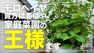 【王様の野菜】モロヘイヤを植木鉢で水耕栽培したら簡単すぎてキングでした｜種まきから収穫、種取りまで！種プレゼントします！