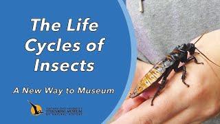 The Life Cycles of Insects | A New Way to Museum