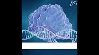 CRISP-Cas Gene Editing System Explained