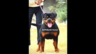 King size Rottweiler Male #ImBadBoy Super pride kennel delhi