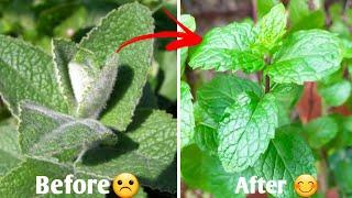 #vídeo2 ️MAGICAL FORMULAHow to Remove White Spots,mealy bugs,Fungus on Mint leaves #gardentips