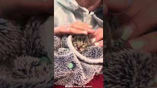  Surprise kittens! 
