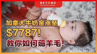 【彼岸国际】加拿大牛奶金涨至$7787！教你如何薅羊毛！｜How to get the best deal as Canada child benefit rises to $7787!