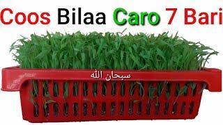 Baro Sida Coos Bila Caro loo abuuro_7  Bari oo kaliya kubaxaayo.   hydroponic grass step by step