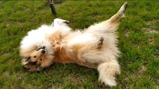  Rough collie rolling in the grass 