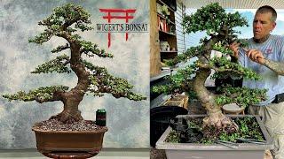 Journey into Bonsai Paradise: Discovering Dwarf Jade Bonsais at Wigerts Bonsai Nursery