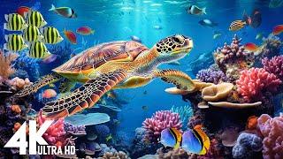 [NEW] 11HR Stunning 4K Underwater footage-Rare & Colorful Sea Life Video - Relaxing Sleep Music #203