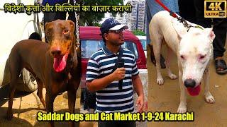 Saddar Exotic Dogs and Cat Market Karachi 1-9-24 | German Shepherd Dogs Pitbull Dogs Siberian Husky